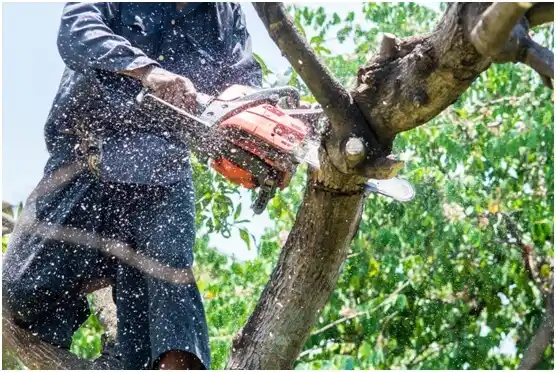 tree services Prospect Park